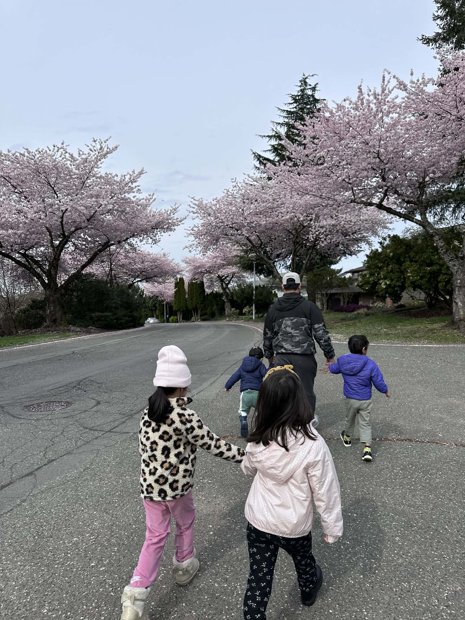 Cherry blossom walk